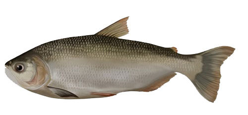 Peixe Matrinxa