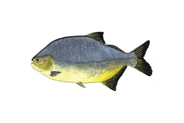 Peixe Pacú