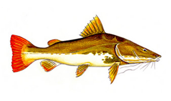 Peixe Pirarara